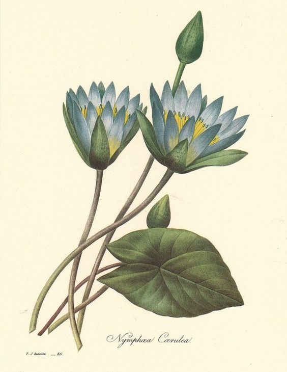 Blue Lotus - Flower of Magick, Intuition, Ritual and Relaxation