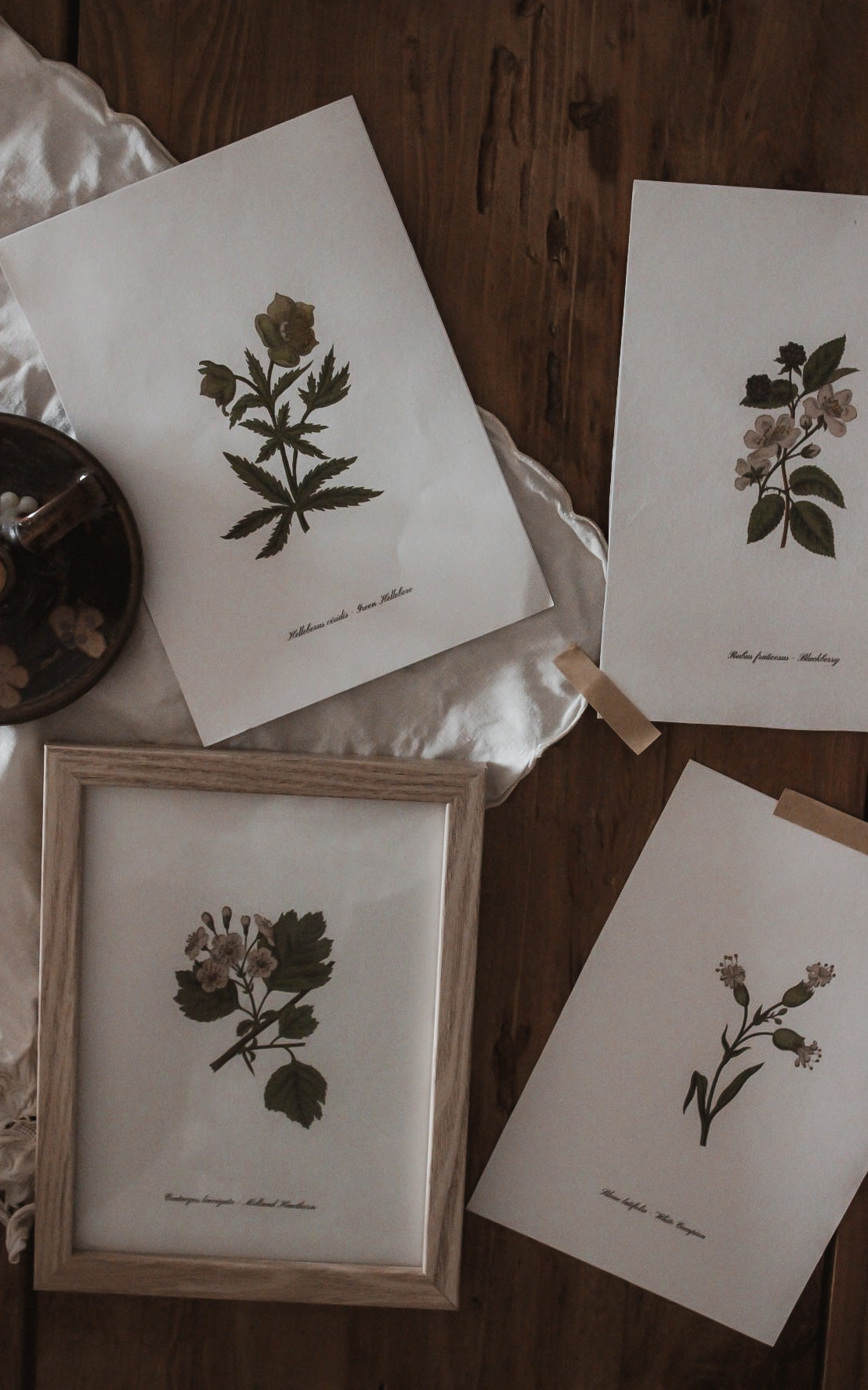 Set of four Vintage Botanical Prints